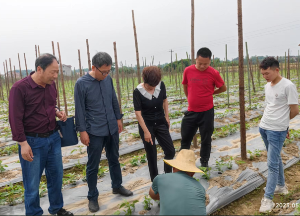 科技特派员到桃源县企业生产基地现场指导豇豆生产