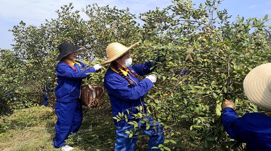 油茶树高产栽培技术要点是什么